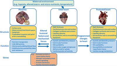 Near to One's Heart: The Intimate Relationship Between the Placenta and Fetal Heart